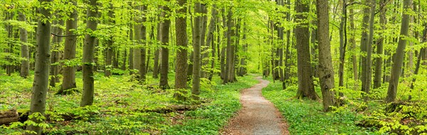 Hiking trail winds through semi-natural beech forest in spring