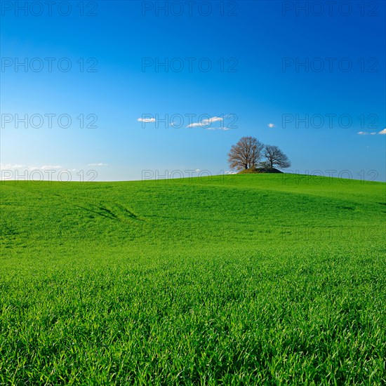 Green cornfield in spring