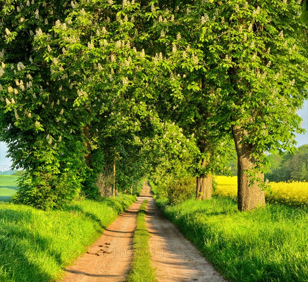 Field path through avenue with flowering Horse chestnuts