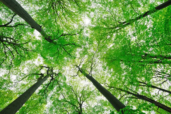 Giant old beeches