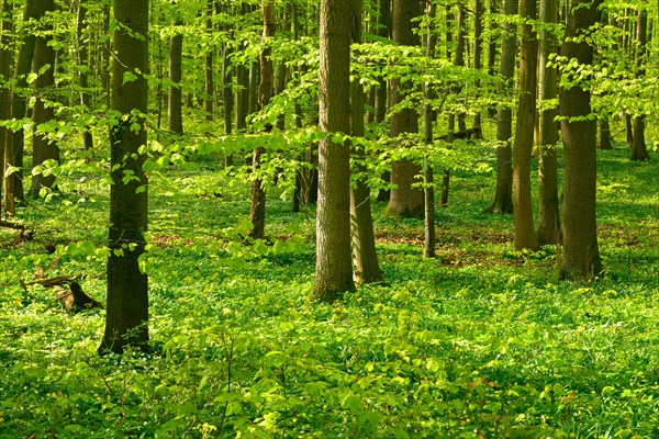 Sunny unspoilt natural beech forest in spring