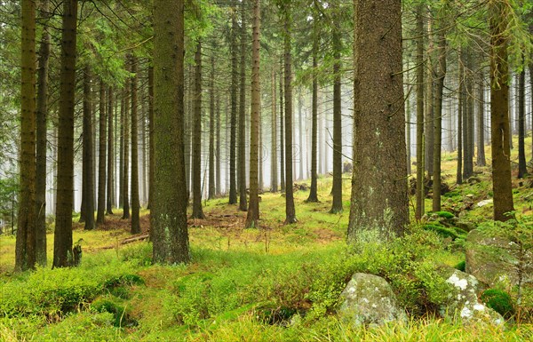 Wilderness in Harz National Park