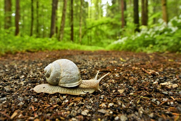 Burgundy snail