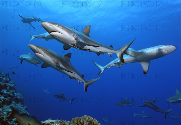 Grey reef sharks