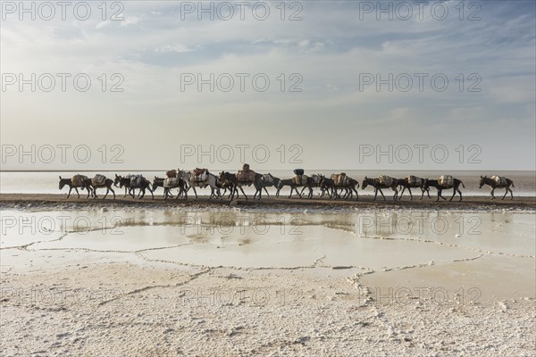 Donkey caravan loaded with rock salt plates on the way home through a salt lake