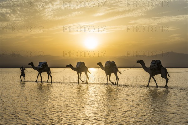 Camels loaded with rock salt plates walk through a salt lake