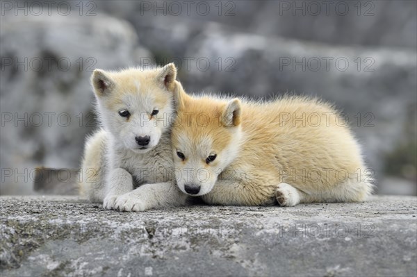 Two young Greenlandic dogs sitting on a rock slab