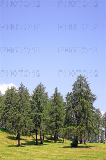 Larch meadows on the Salten