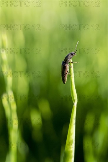 Click beetle