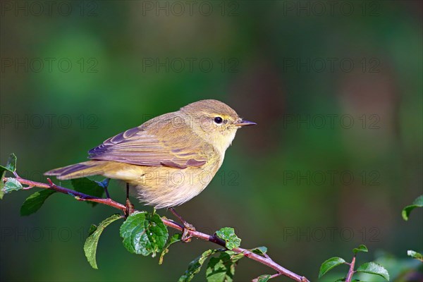 Common chiffchaff or