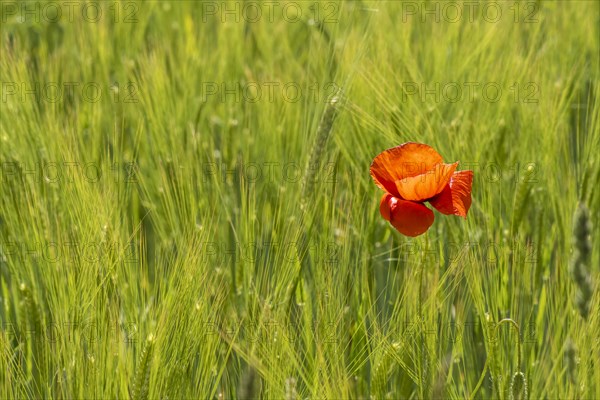 Blooming red poppy