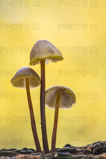 Lilac bonnet