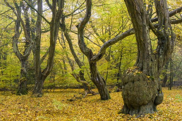 Autumn in the jungle Baumweg