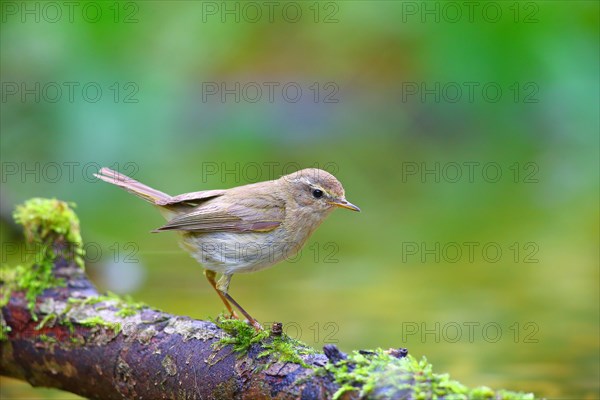 Common chiffchaff