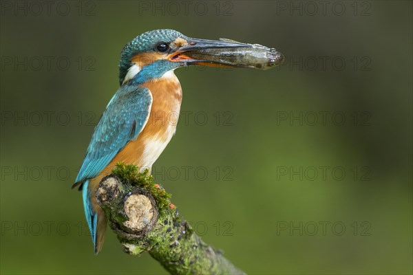 Common kingfisher