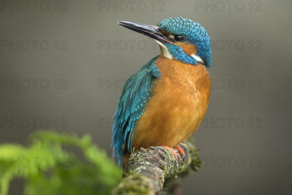 Common kingfisher