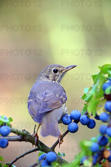 Song thrush