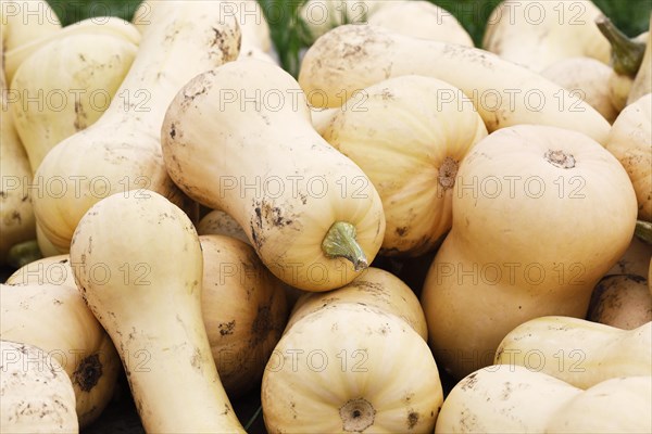 Squash Butternut