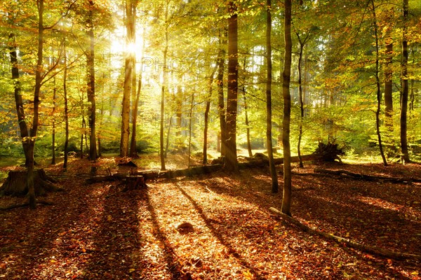 Natural deciduous forest of oaks