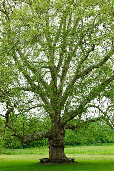 Giant plane tree in the park of Pforta Monastery