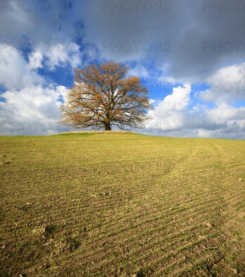 Solitary oak on field in autumn