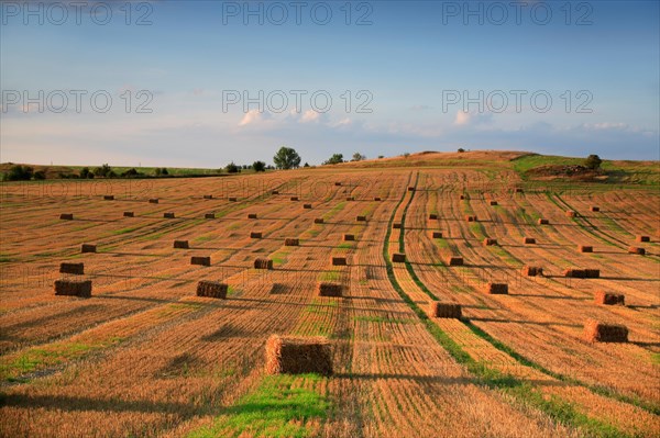 Stubble field with bales of straw in the evening light