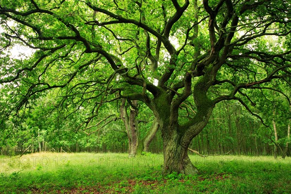 Old Oak Mueritz National Park