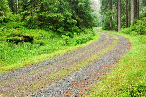 Forest path through misty spruce forest