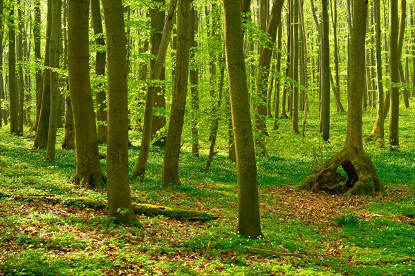 Sunny unspoilt natural beech forest in spring