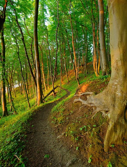 Narrow hiking trail through beech forest on the coast of the Baltic Sea in the warm light of the evening sun