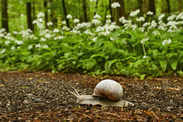 Burgundy snail