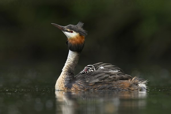 Great crested grebe