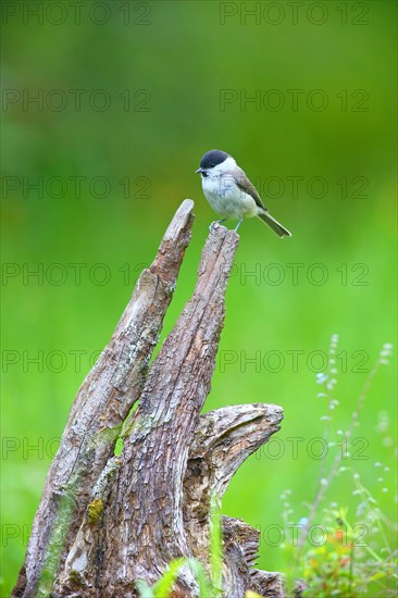 Marsh tit