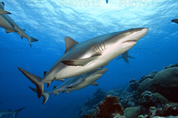 Grey reef shark