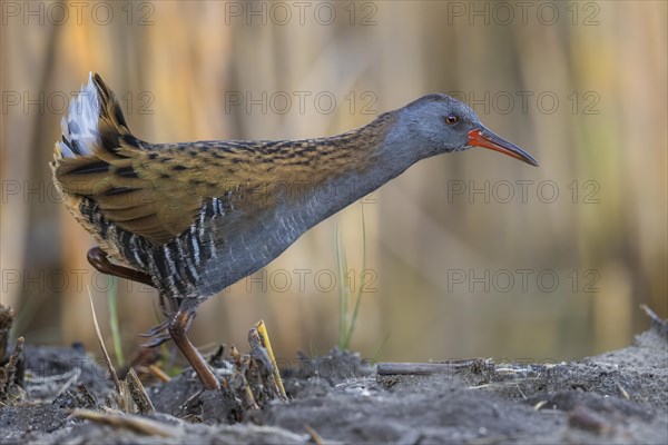 Water Rail