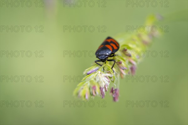 Red-and-black froghopper