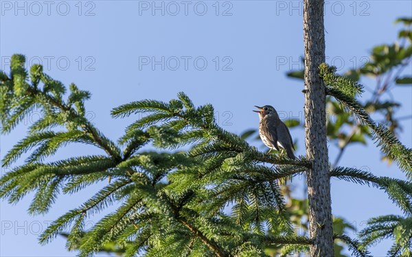 Song thrush