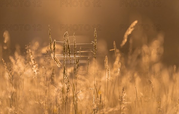 Cobweb in high grass