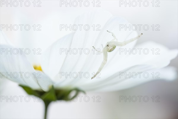 Goldenrod crab spider