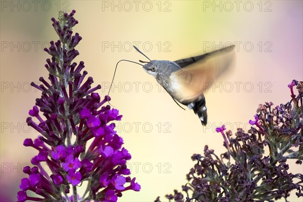 Hummingbird hawk-moth