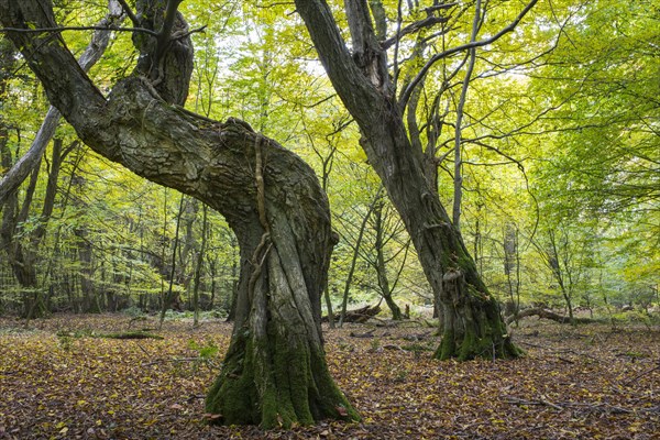Overgrown tree trunks
