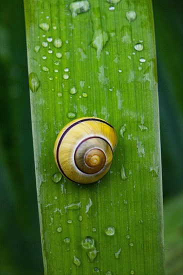 Cepaea