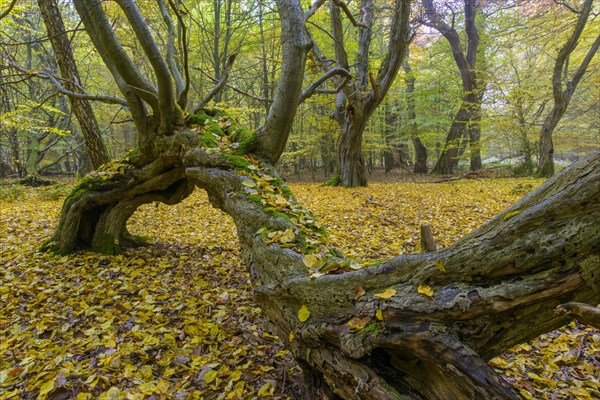 Autumn in the jungle Baumweg