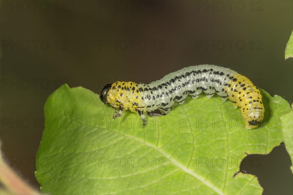 Willow sawfly