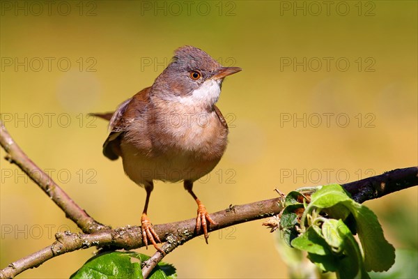 Common whitethroat