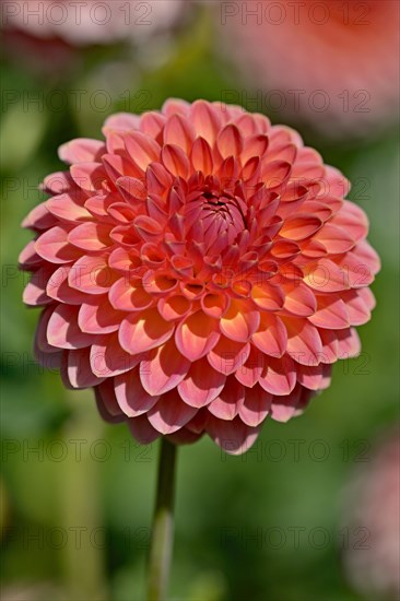 Decorative Dahlia