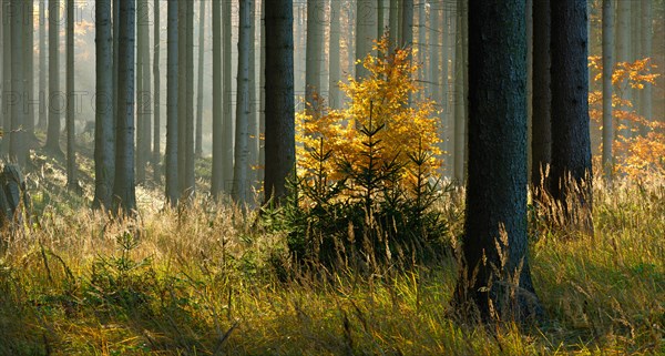 Sunny spruce forest in autumn