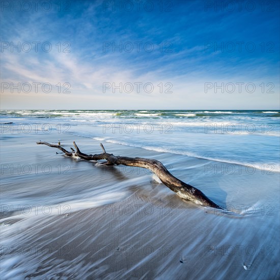 Driftwood on the beach of the Baltic Sea