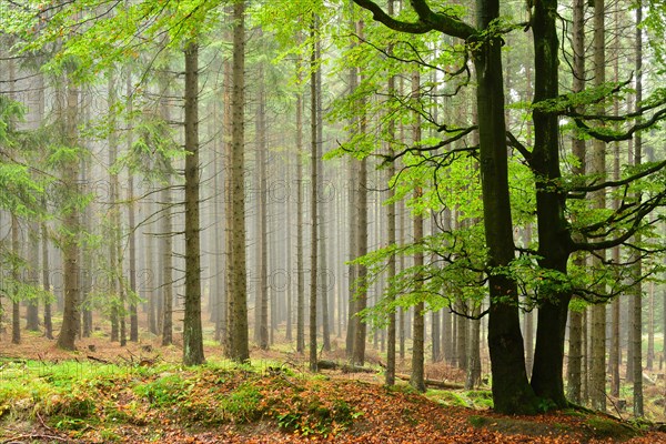 Misty forest in the Harz National Park