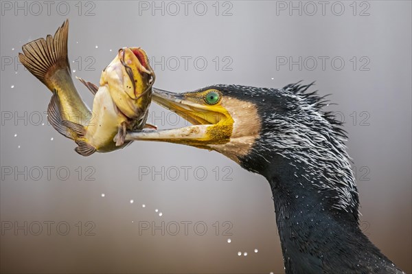 Great cormorant